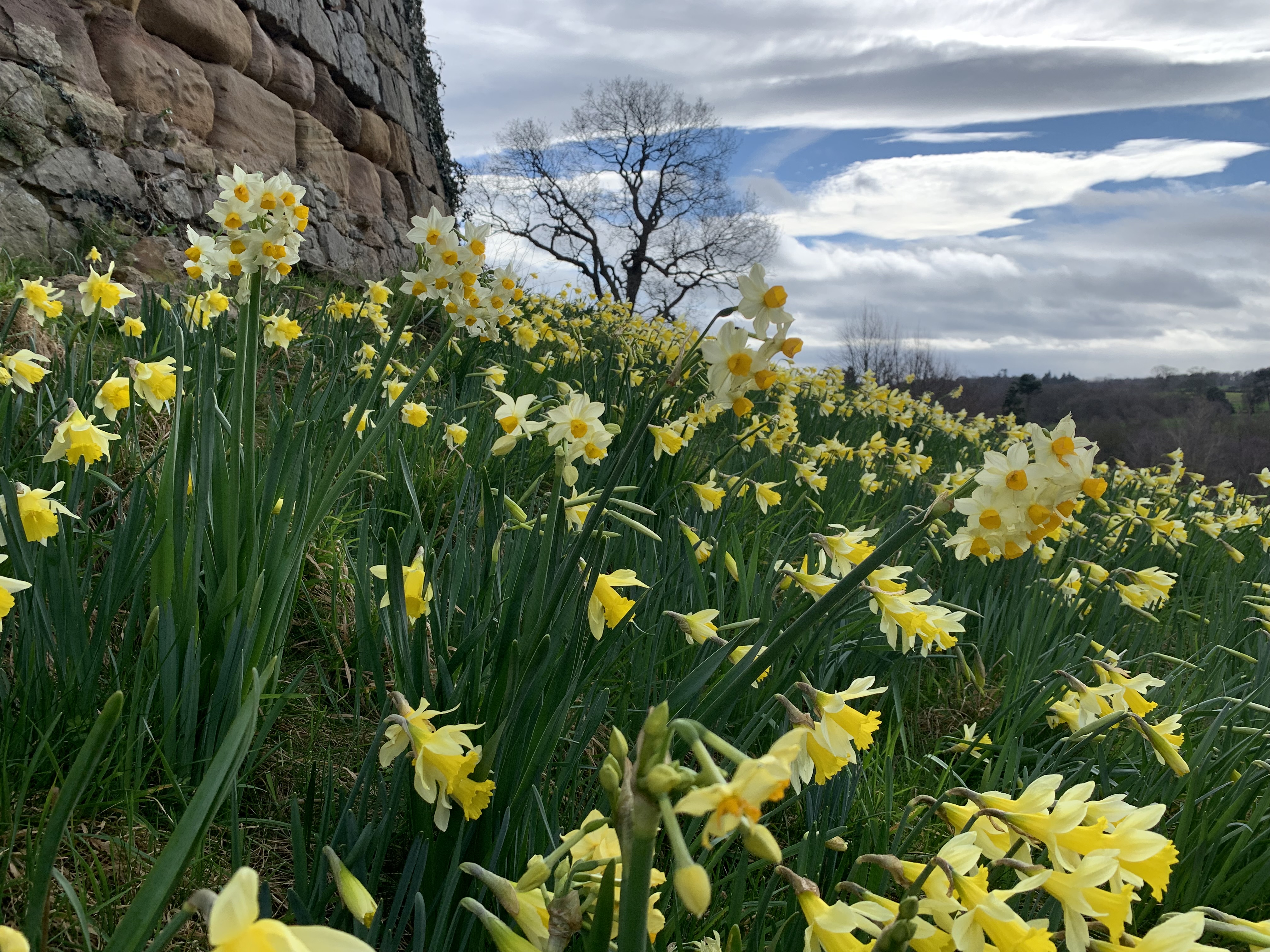 Hawarden Old Castle's blooming daffodils